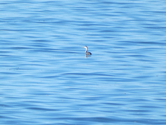 Aechmophorus clarkii