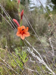 Watsonia stenosiphon