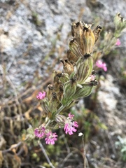 Silene scouleri scouleri