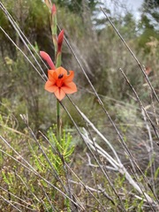 Watsonia stenosiphon