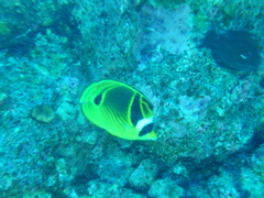Chaetodon lunula