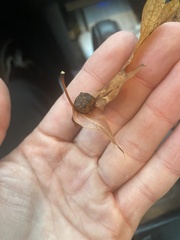 Dryocosmus quercuspalustris