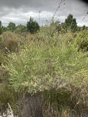 Leptospermum laevigatum