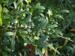 Quercus geminata