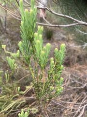 Leucadendron linifolium
