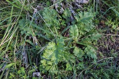 Senecioninae