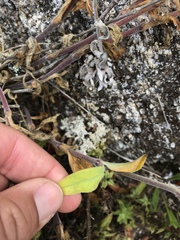 Silene scouleri scouleri