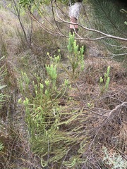 Leucadendron linifolium