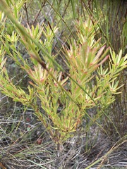 Leucadendron modestum