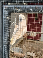 Cacatua moluccensis