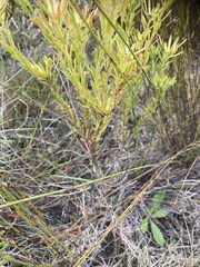 Leucadendron modestum