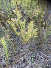 Leucadendron modestum