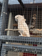 Cacatua moluccensis