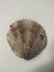 Argopecten gibbus