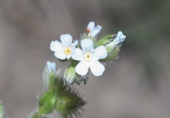 Lappula occidentalis