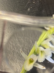 Spiranthes longilabris