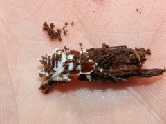 Beauveria bassiana