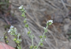 Lappula occidentalis