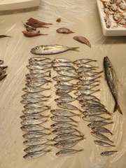 Trachurus mediterraneus