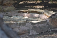 Toxostoma longirostre