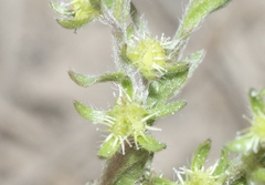 Lappula occidentalis