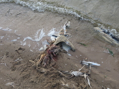 Pelecanus erythrorhynchos