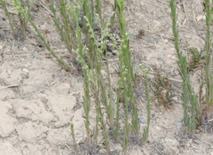 Lappula occidentalis