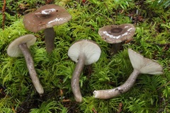 Lactarius pseudomucidus