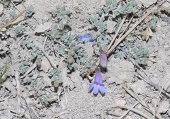 Penstemon caespitosus