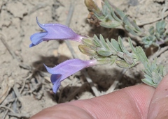 Penstemon caespitosus