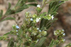 Lappula occidentalis