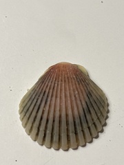 Argopecten