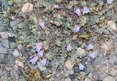Penstemon caespitosus