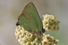 Cyanophrys herodotus