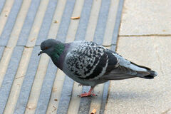 Columba livia