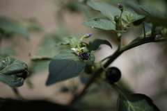 Hasarius adansoni