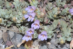 Penstemon caespitosus