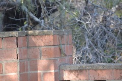 Sceloporus cyanogenys