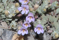 Penstemon caespitosus