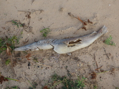 Lepisosteus oculatus