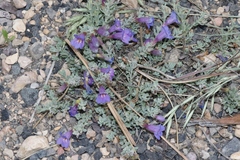 Penstemon caespitosus