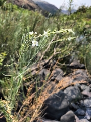 Gomphostigma virgatum