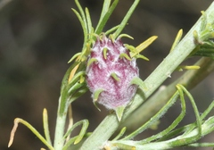 Rhopalomyia utahensis