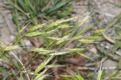 Bromus japonicus