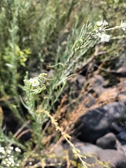 Gomphostigma virgatum