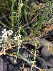 Gomphostigma virgatum