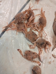 Liocarcinus depurator