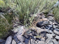 Gomphostigma virgatum