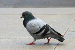 Columba livia