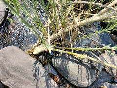 Gomphostigma virgatum